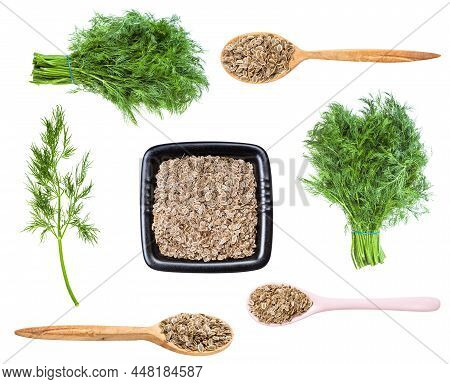 Set Of Various Dill Herbs And Seeds Isolated On White Background