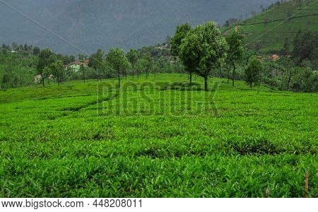 Tea Gardens In The Foothills Of Western Ghat Image Take At India. The Landscape Is Amazing With Gree