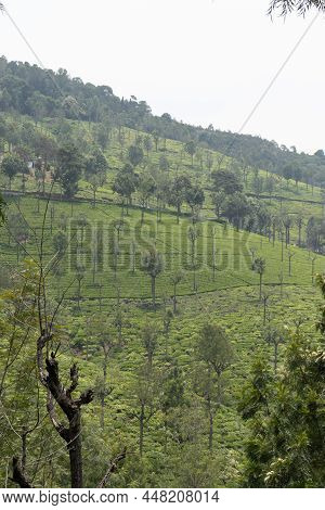 Tea Gardens In The Foothills Of Western Ghat Image Take At India. The Landscape Is Amazing With Gree