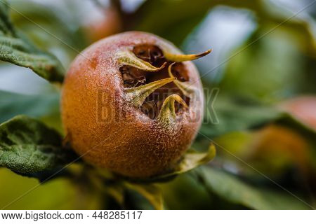 Medlar Tree In A Private Garden.