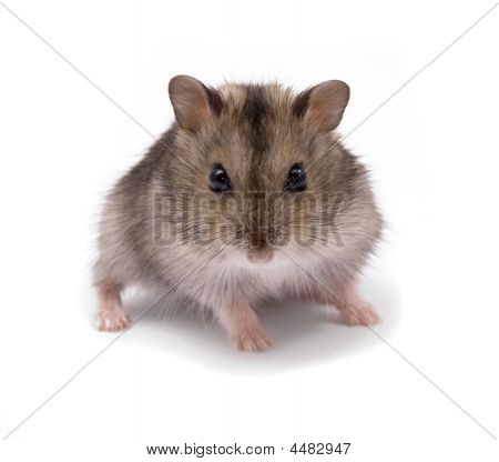 Pieni kääpiö hamsteri