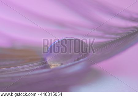 Close Up Of A Water Drop On A Feather With Blurry Background