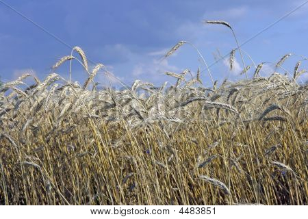 Ørerne af rug