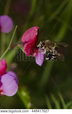 Canary Islands Blue-banded Bee Amegilla Canifrons Feeding On A Flower Of Tangier Pea Lathyrus Tingit