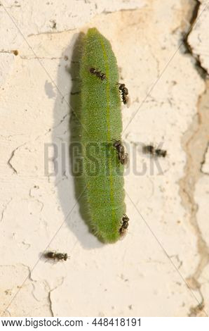 White Butterfly Parasite Cotesia Glomerata Looking To Lay Their Eggs On A Caterpillar Of Small White