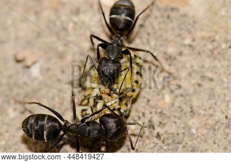 Ants Camponotus Feae Cutting Up A Shield Bug Euryderma Ornata. Integral Natural Reserve Of Inagua. T