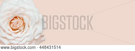 Peach Color Rose Flower Close Up, Pastel Color Nature Background For Romance Holiday Congratulations