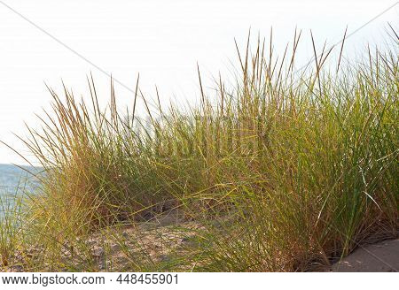 A Photo Of American Beachgrass Growing Along The Shore Of Lake Michigan