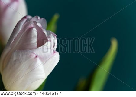 Closeup Of Bud Of Pink Tulip On The Dark Blue Background