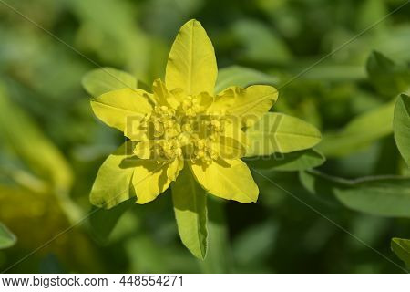 Cushion Spurge Yellow Flowers In The Spring