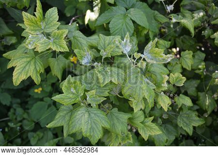 Blackcurrant Plant Disease. Blackcurrant Leaves Infected By Fungal Disease Anthracnose, Blight, Mild