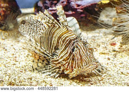 Close Up Of A Lionfish Of Aquarium With Venomous Fins In Coral Depth. Venomous Predator Fish Of Pter