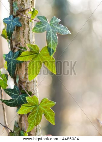 Ivy blade i skoven