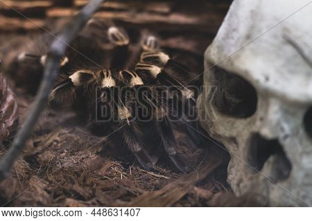 A Large Bird-eating Spider In A Terrarium Next To A Human Skull As A Symbol Of Death.