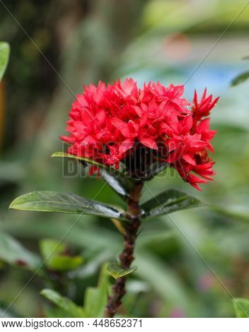 Red Asoka Flowers Grow In The Garden