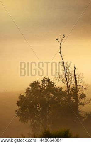 Couple Large Cuckooshrike Mating On The Branch Of Bare Tree In The Morning Mist. Soft Focus On The B