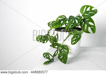 Monstera Monkey Mask Or Obliqua Or Adansonii