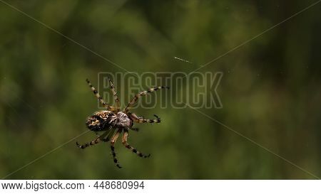 Summer Natural Landscape With A Spider In The Center Of The Web. Creative. Close Up Of A Spider On A