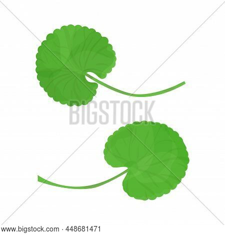 Gotu Kola Grass. Centella Asiatica. Medicinal Plant.