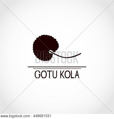 Gotu Kola Grass. Centella Asiatica. Medicinal Plant.