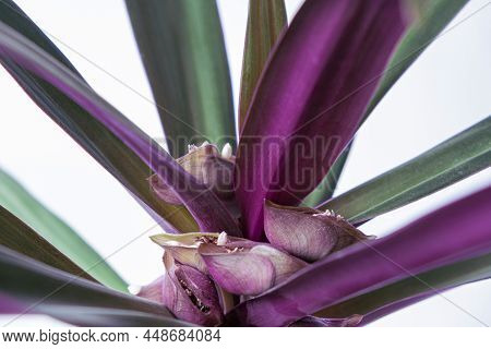 Purple Green Tradescantia Spathacea Houseplant, Rhoeo With Small White Flowers In The Boat Of Moses 