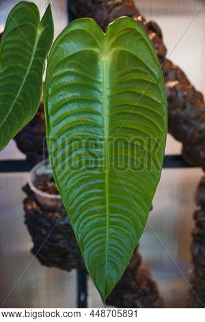 Beautiful Ribbed Green Leaf Of Anthurium Veitchii Narrow Form