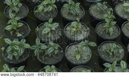 Pilea Cadieri Aluminum Small Plants In Pots