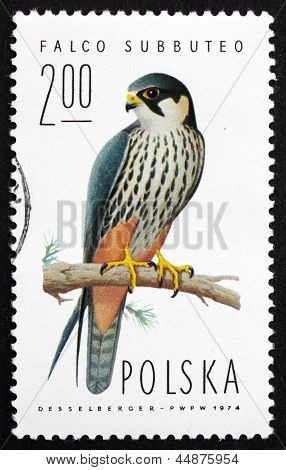 Postimerkki Puola 1975 harrastus Falcon, Bird Of Prey