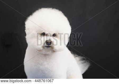 Bichon Frise Portrait Close-up On A Dark Background After A Haircut In A Dog Salon.