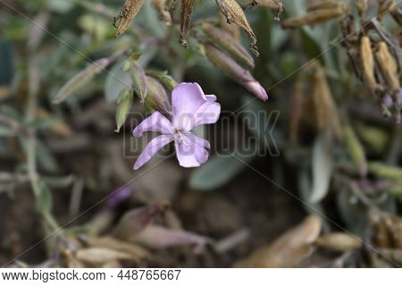 Soapwort Max Frei Flower And Seed Pods