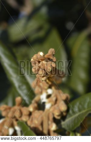 Japanese Medlar Flower Buds In The Winter