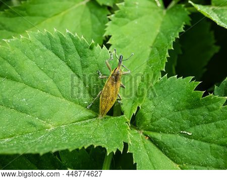Close-up Shot Of The Weevil (lixus Iridis) On Green Leaf In Bright Sunlight In Summer. The Body Is O