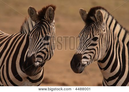 Burchells Zebra equus Burchellii