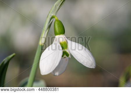Greater Snowdrop (galanthus Elwesii) Flower