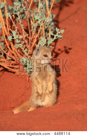 若い黄色 Mongosse cynictis Penicillata