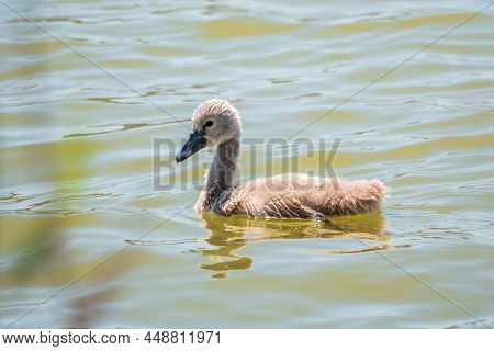 Beautiful Baby Cygnet Mute Swan Fluffy Grey And White Chicks. Springtime New Born Wild Swans Birds I