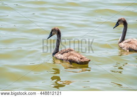 Beautiful Baby Cygnet Mute Swan Fluffy Grey And White Chicks. Springtime New Born Wild Swans Birds I