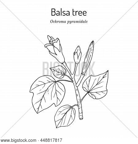 Balsa Tree, Or Corkwood Ochroma Pyramidale , Poisonous Plant. Hand Drawn Botanical Vector Illustrati