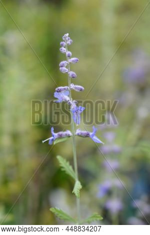 Blue Spire Russian Sage In The Garden