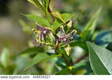 Silkvine Flowers In The Garedn In Summer