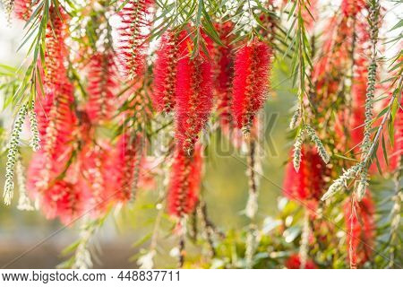 Callistemon rigidus plant with green and red leaves citrius