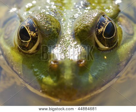 Frog Closeup