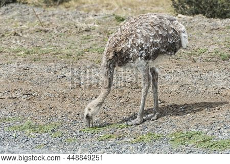 Greater rhea (Rhea americana) or nandu is a ostrich like flightless bird living in Southamerican pampas. Torres del Paine national park, Chile