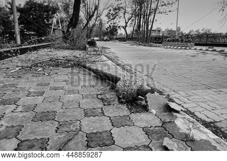 Super Cyclone Amphan Uprooted Trifala Street Light Which Fell And Blocked Pavement. The Devastation 
