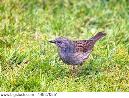 A dunnock, prunella modularis, otherwise known as a hedge sparrow, on grass in Hampshire, UK. This is a small, shy bird often seen in parks and gardens. 