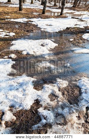 Schneeschmelze im Birkenwald
