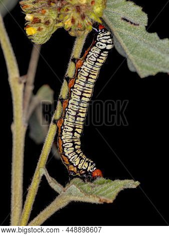 Hieroglyphic Moth Caterpillar Of The Species Diphthera Festiva