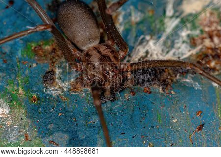 Adult Recluse Spider Of The Genus Loxosceles