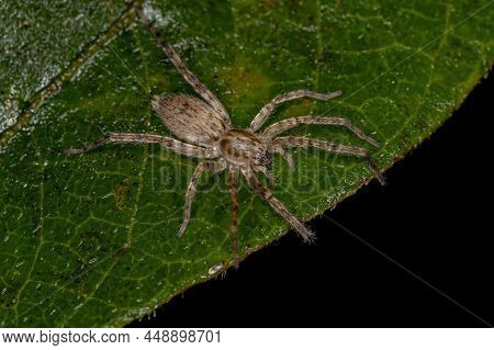 Small Ghost Spider Of The Family Anyphaenidae