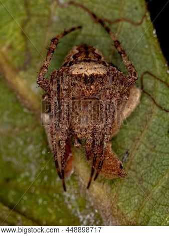 Small Classic Orbweaver Of The Family Araneidae
